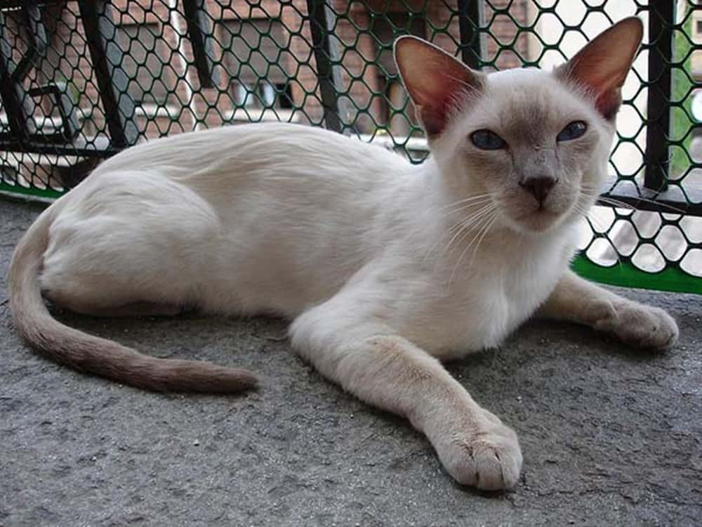 Beautiful Thai Lilac Cat Sitting Attentively Wallpaper