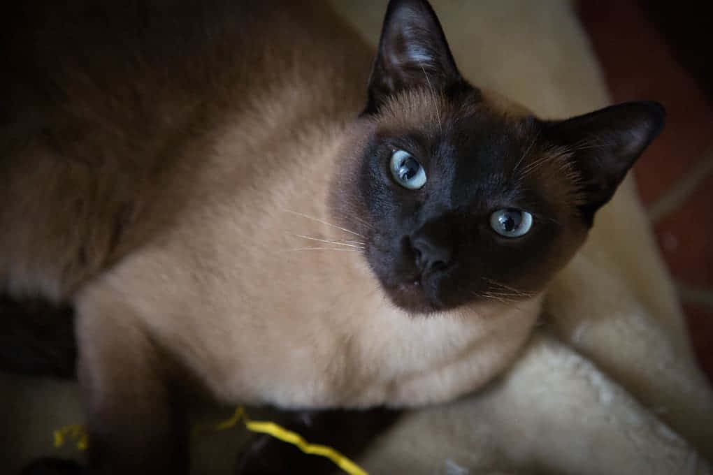 Beautiful Tonkinese Cat Lounging Gracefully Wallpaper