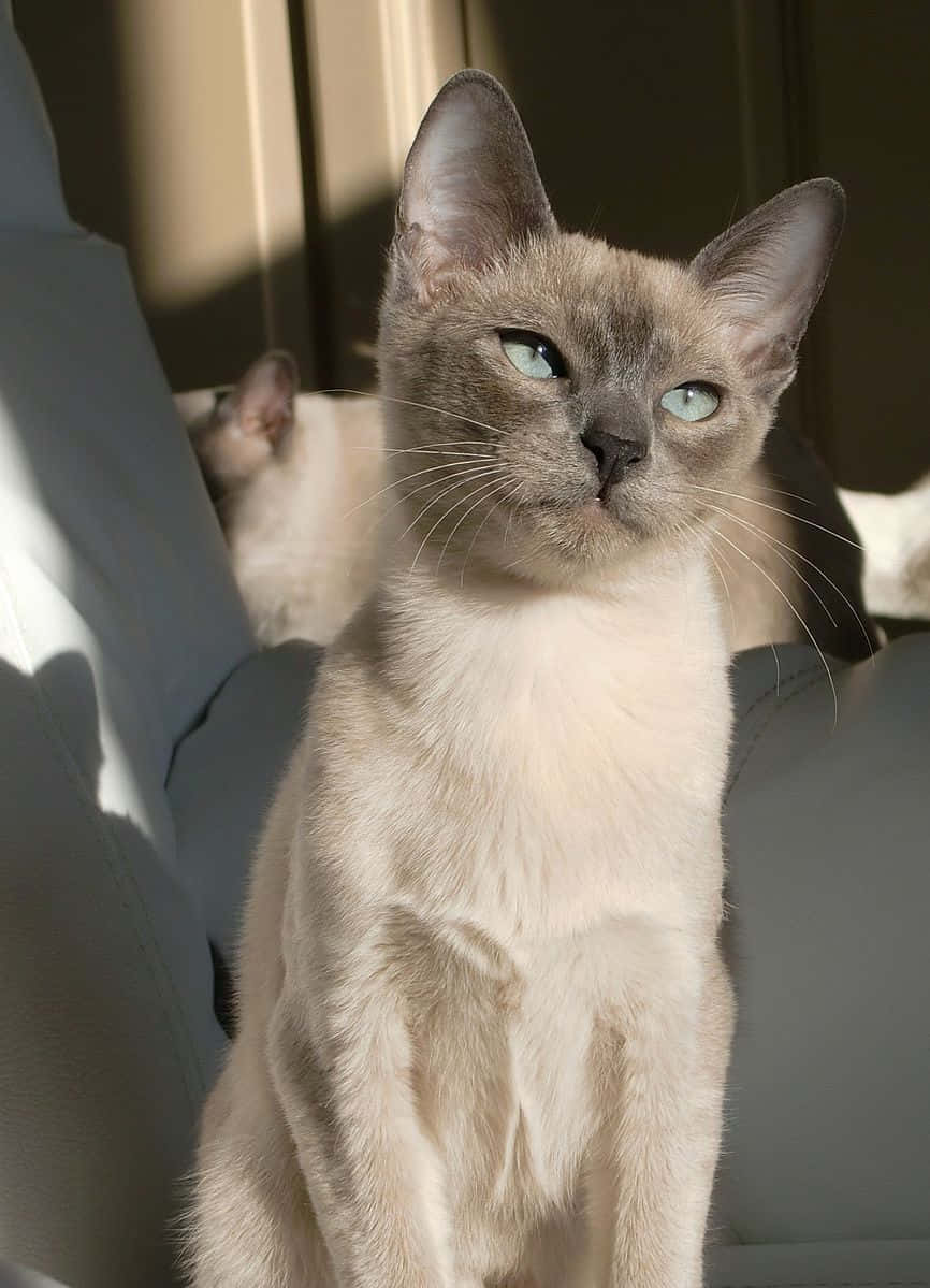 Beautiful Tonkinese Cat Posing With A Serene Expression Wallpaper