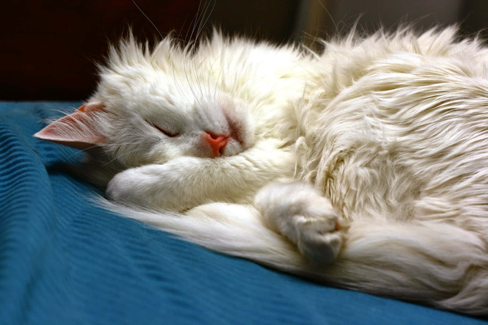 Beautiful Turkish Angora Cat Perched Gracefully Wallpaper