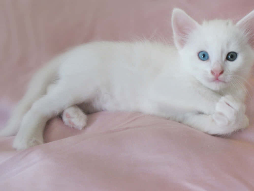 Beautiful Turkish Angora Cat Relaxing Wallpaper