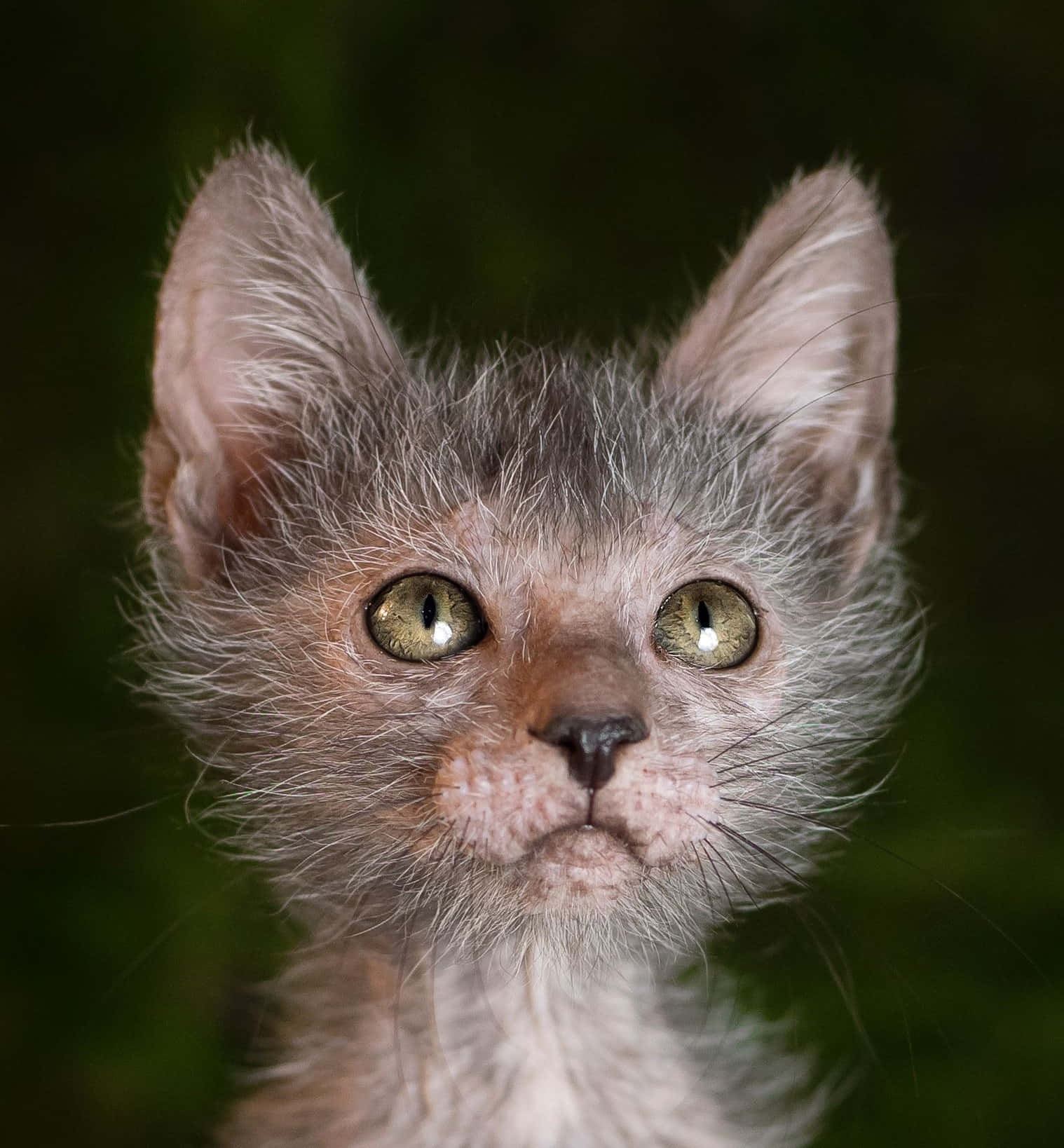 Beautiful Up-close Lykoi Cat Portrait Wallpaper