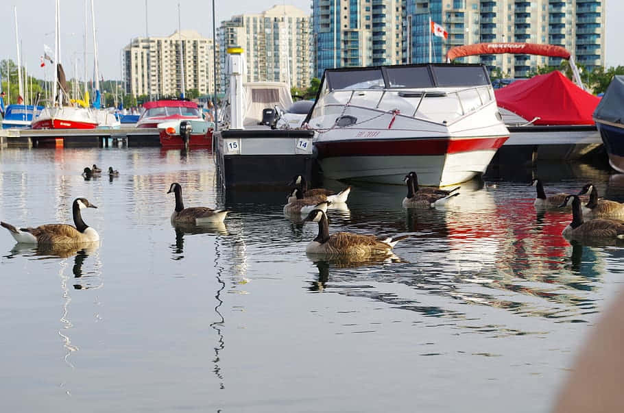 Beautiful Waterfront View In Barrie, Ontario Wallpaper