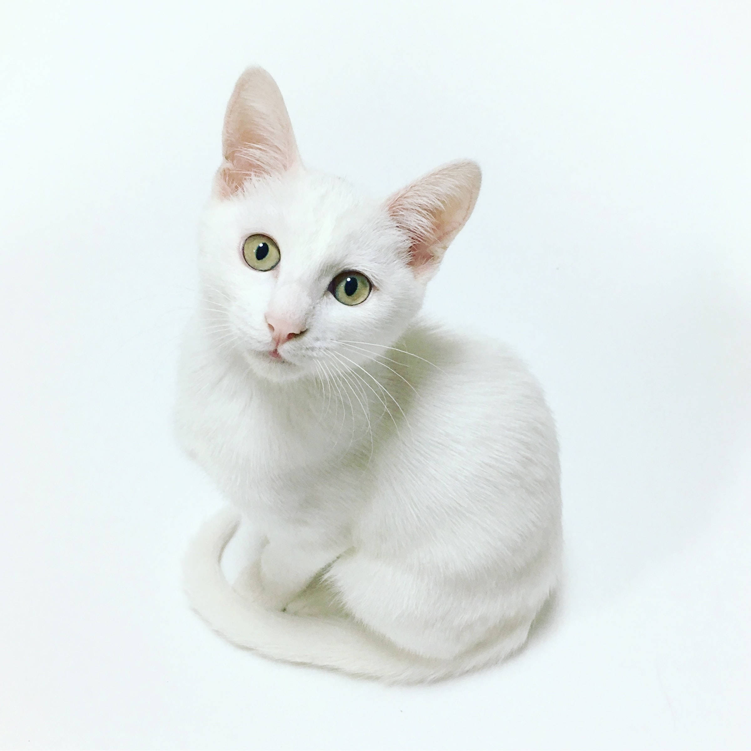 Beautiful White Khao Manee Cat Pfp Wallpaper