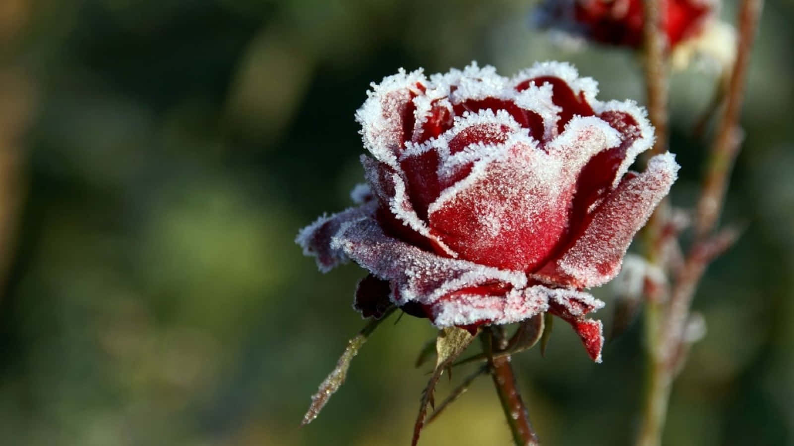 Beautiful Winter Blooms Under A Snowy Sky Wallpaper