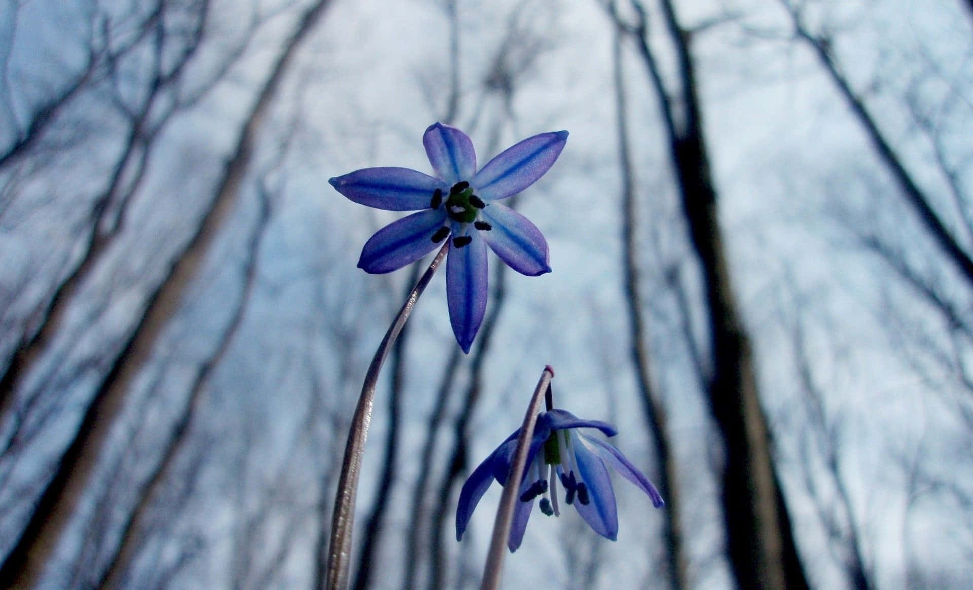 Beautiful Winter Flowers In Full Bloom Wallpaper