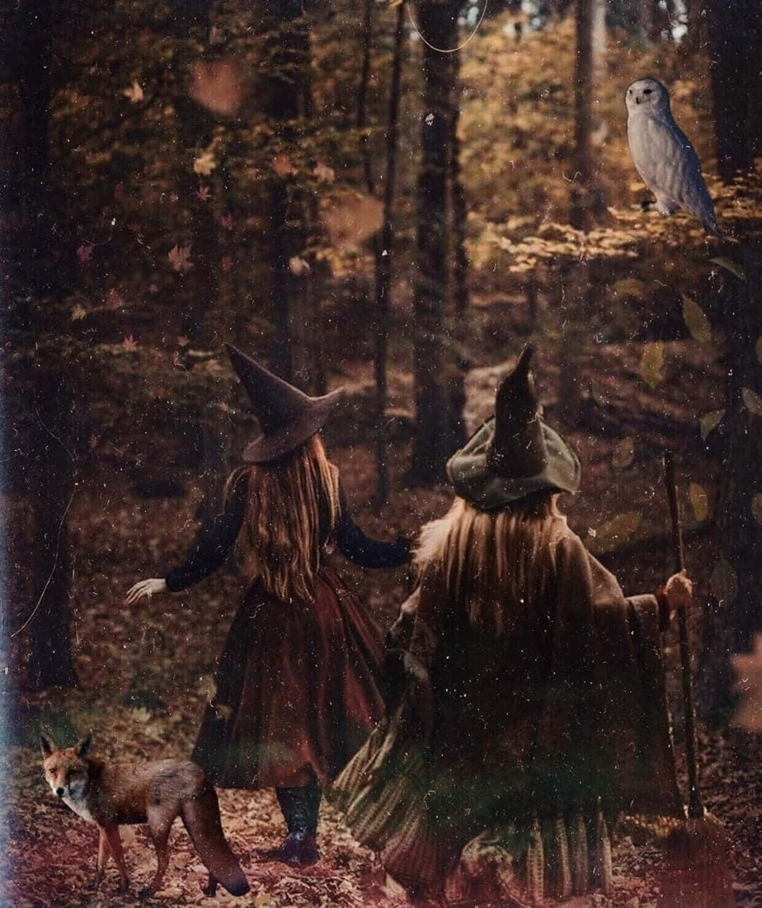 Beautiful Witch In A Mystical Forest Wallpaper