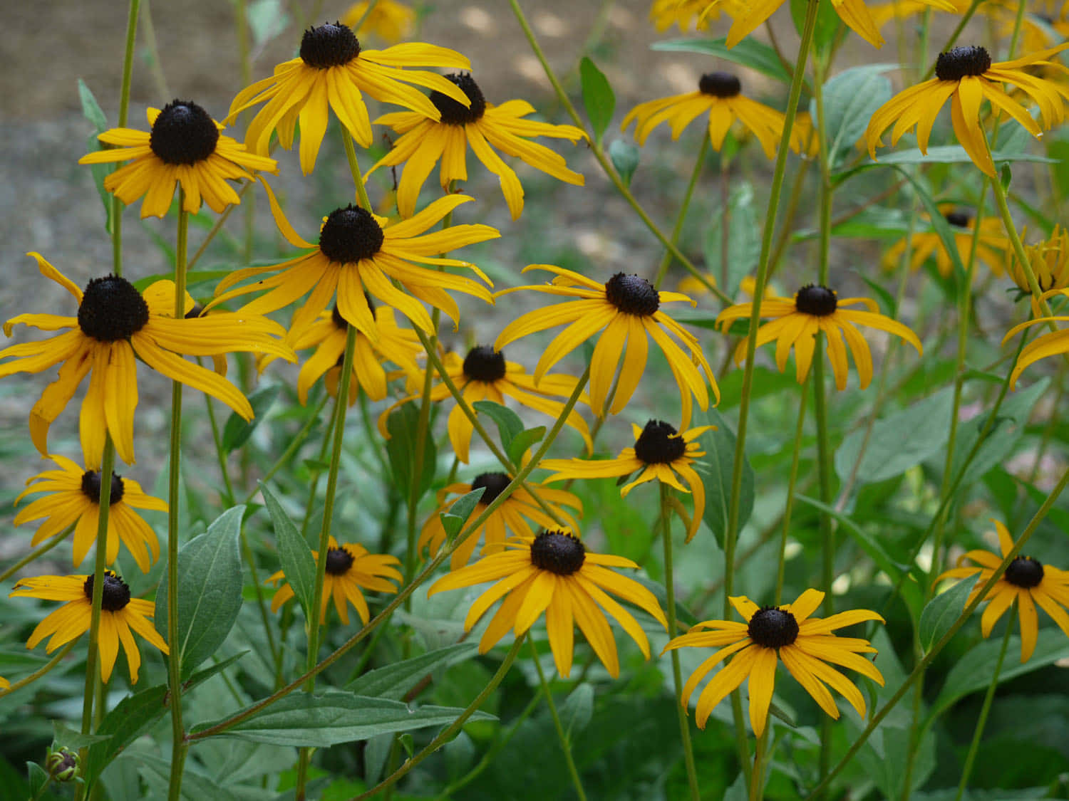 Beautiful Yellow Black Eyed Susan Wallpaper