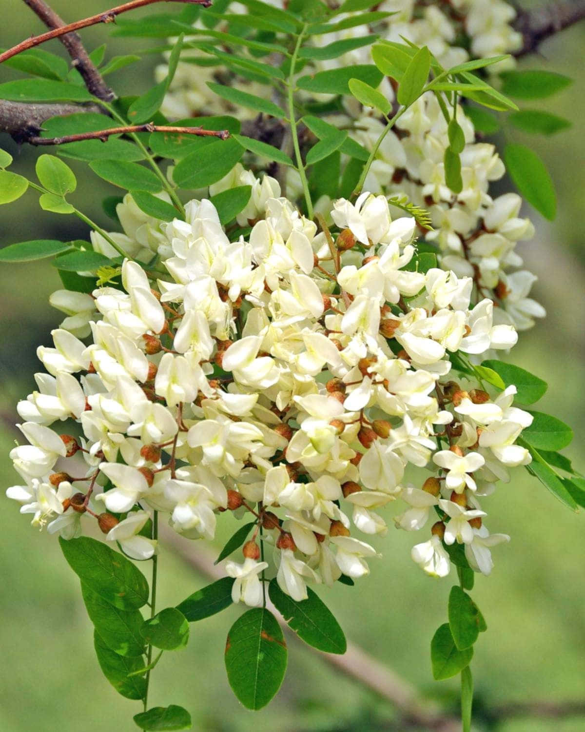 Beautiful Yellow Blossoms Of A Black Locust Tree Wallpaper