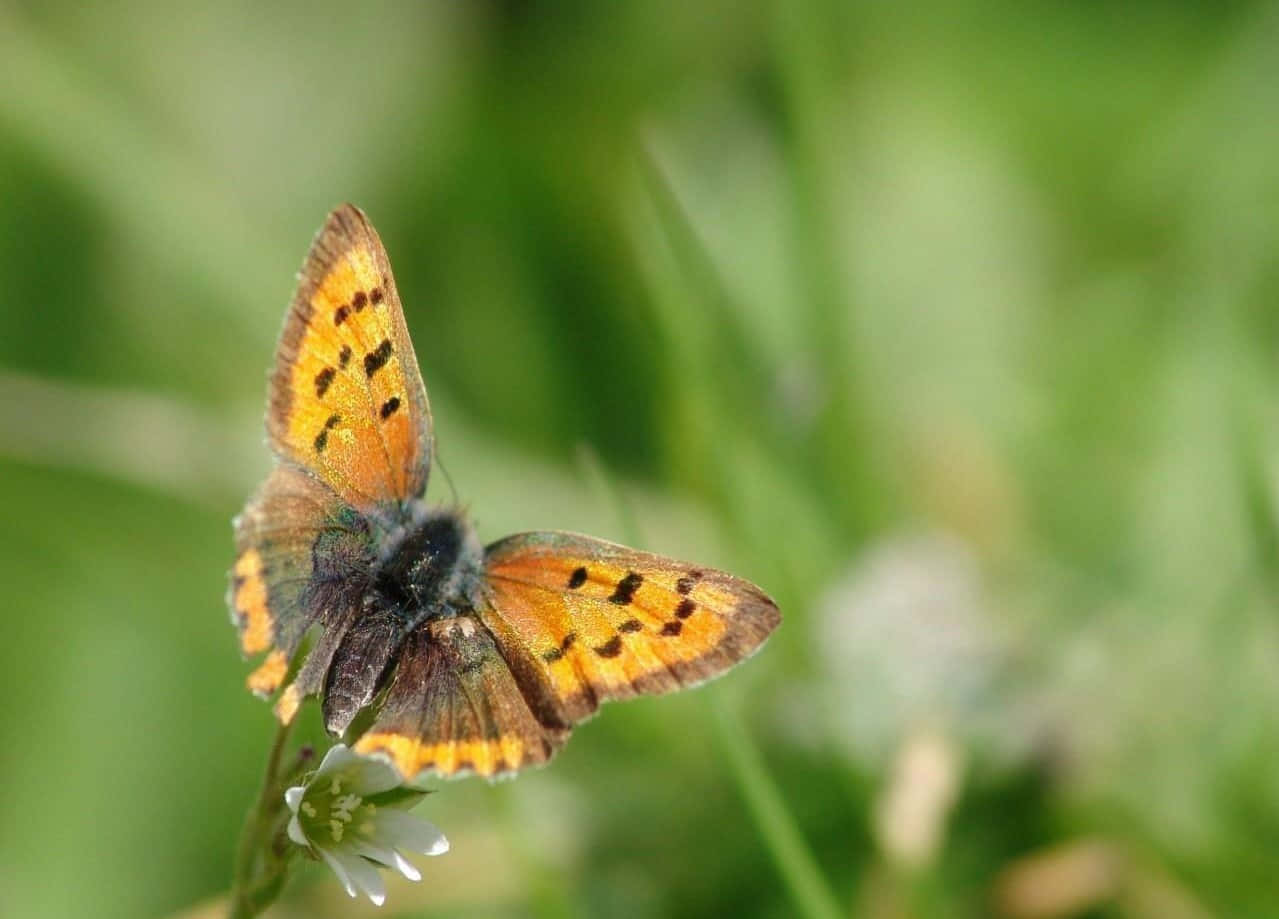 Beautiful Yellow Butterfly Perched On A Blooming Flower Wallpaper