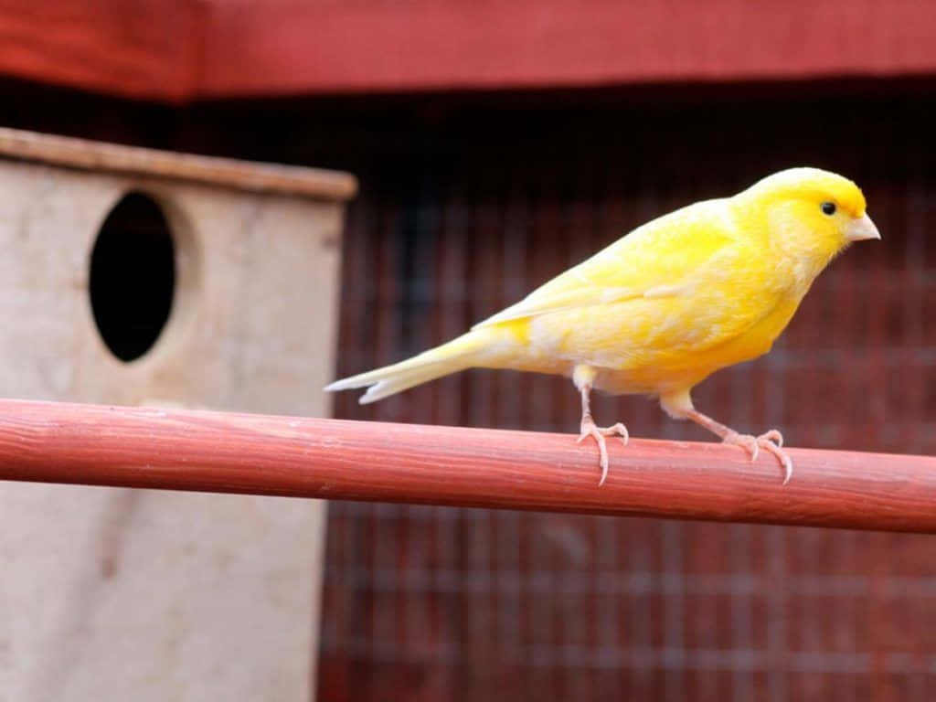 Beautiful Yellow Canary Perched On A Branch Wallpaper