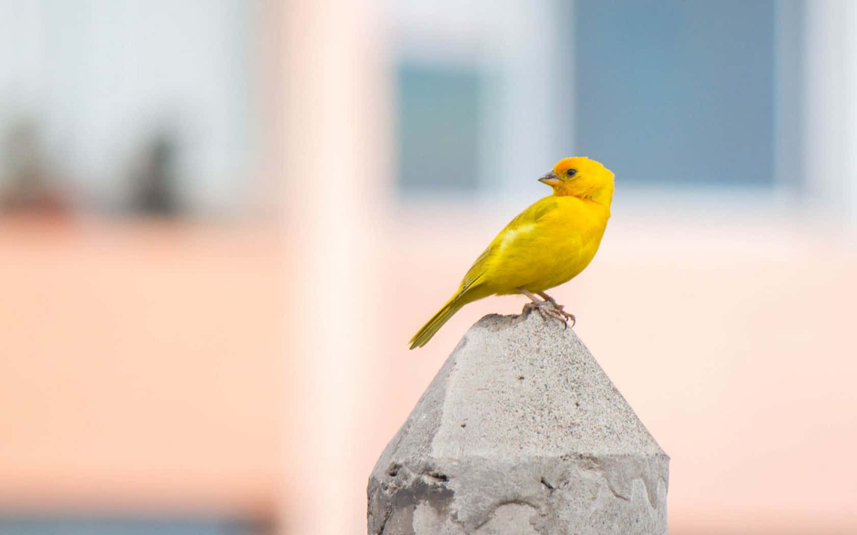 Beautiful Yellow Canary Perched On A Branch Wallpaper