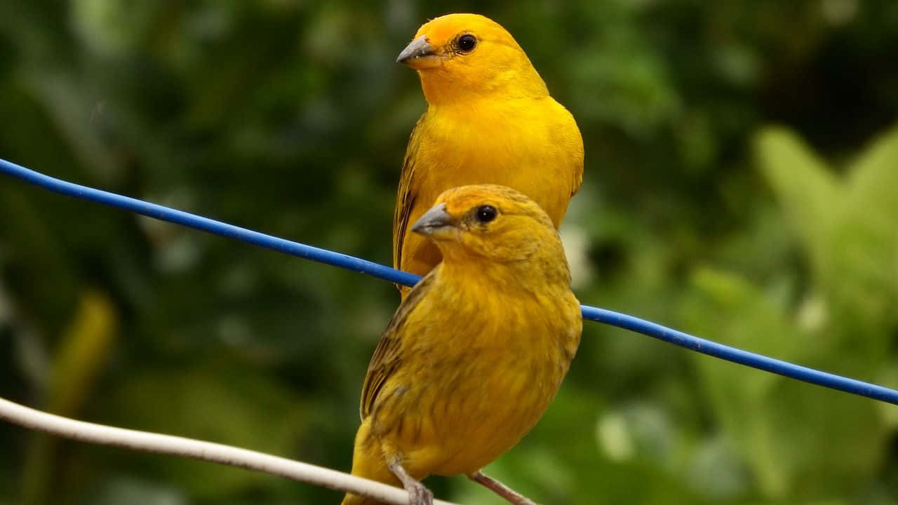 Beautiful Yellow Canary Perched On A Branch Wallpaper