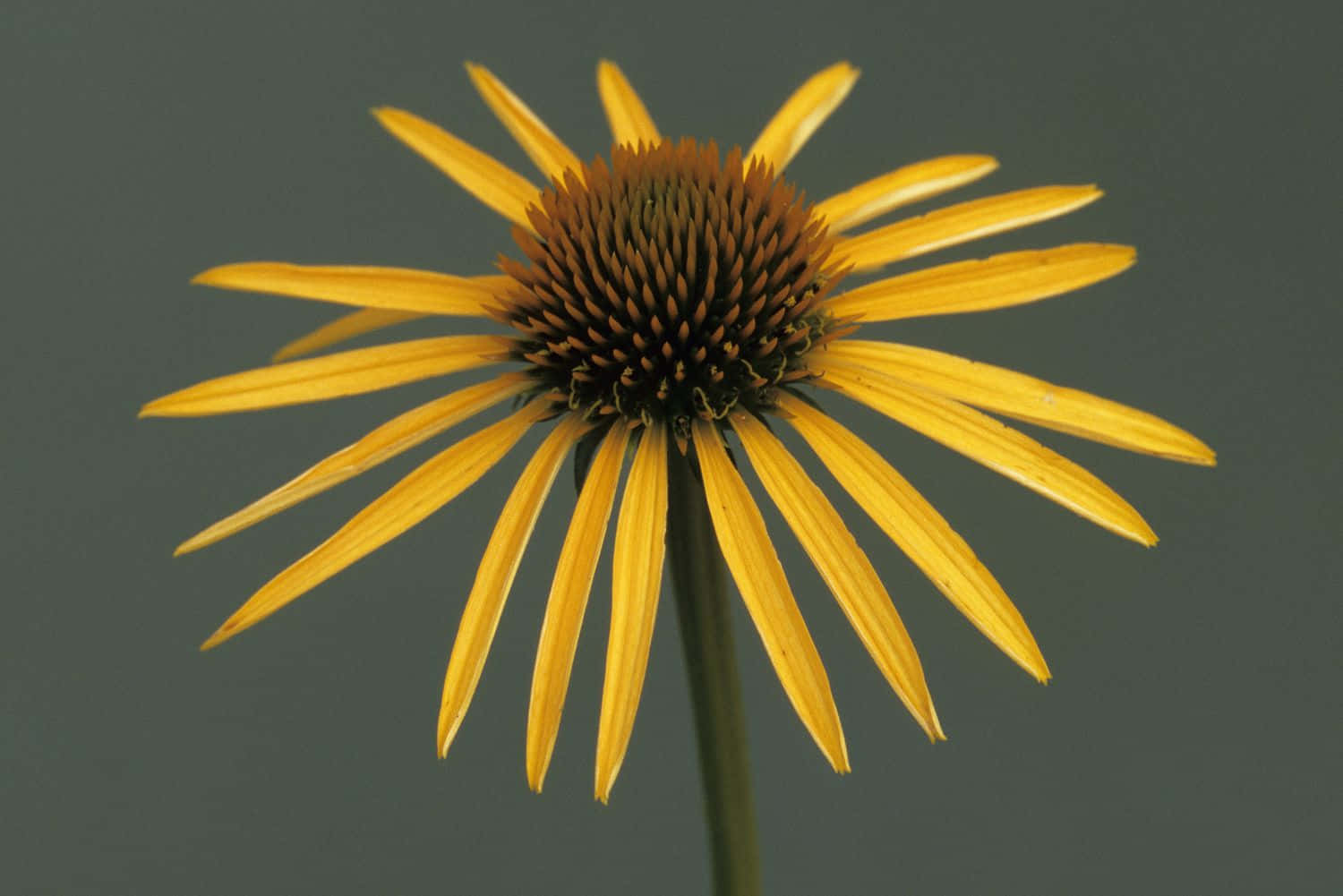 Beautiful Yellow Coneflower Blooming In Nature Wallpaper