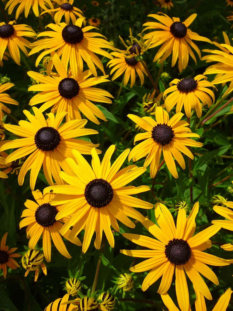 Beautiful Yellow Coneflower In Bloom Wallpaper