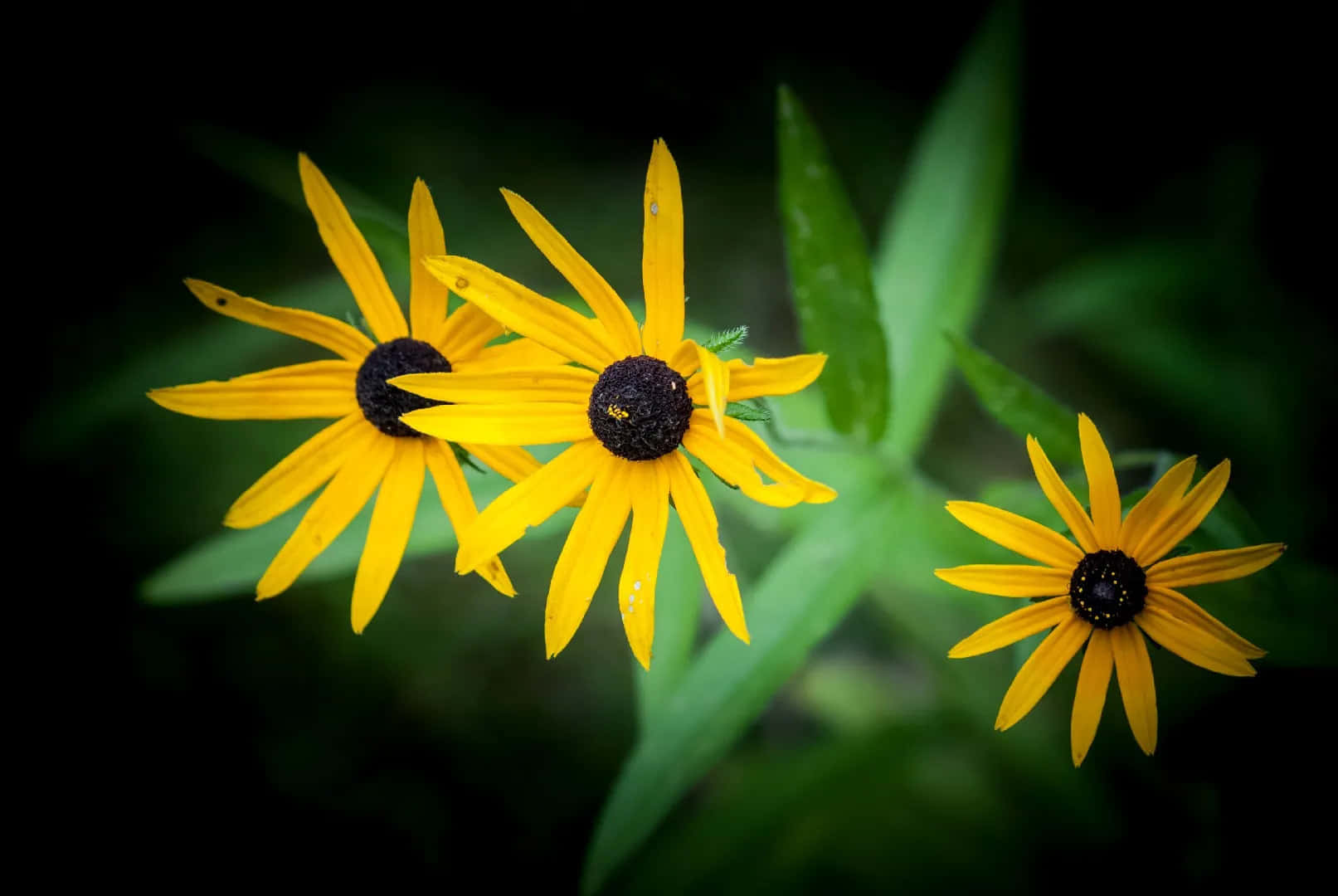 Beautiful Yellow Coneflower In Bloom Wallpaper