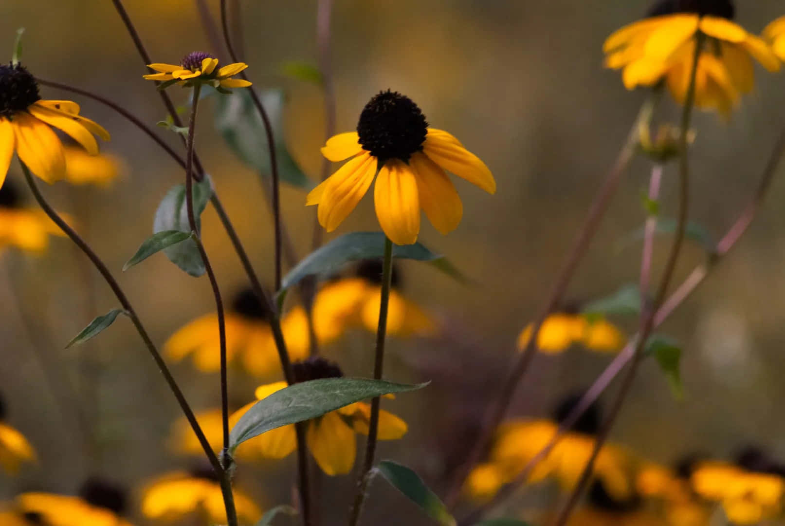 Beautiful Yellow Coneflower In Full Bloom Wallpaper