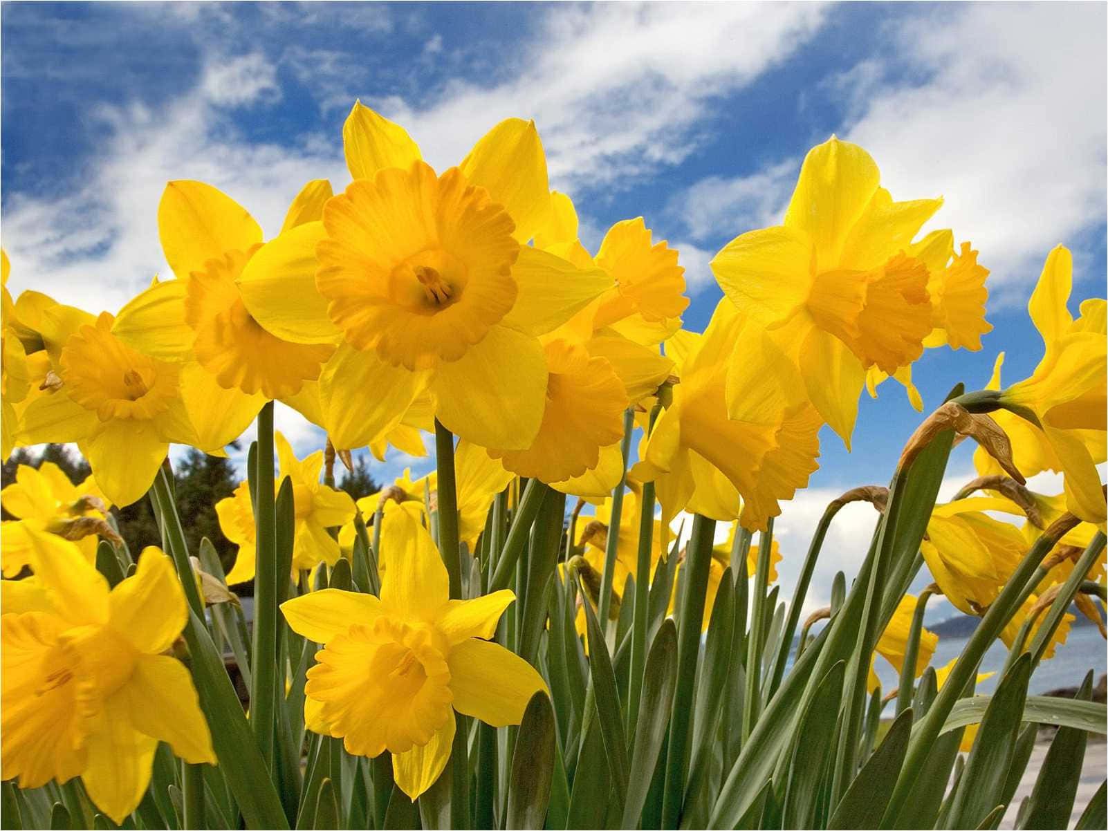 Beautiful Yellow Daffodils Blooming In Spring Wallpaper