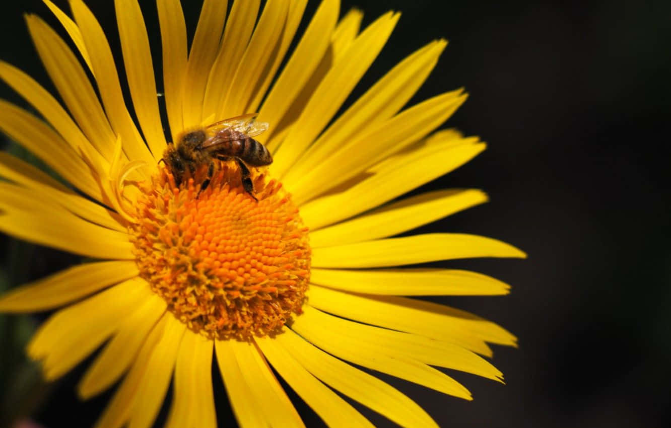 Beautiful Yellow Daisy Flower Wallpaper