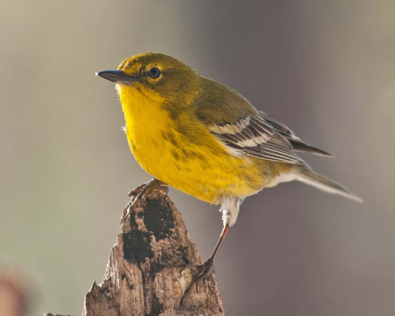 Beautiful Yellow Warbler Perched On A Branch Wallpaper