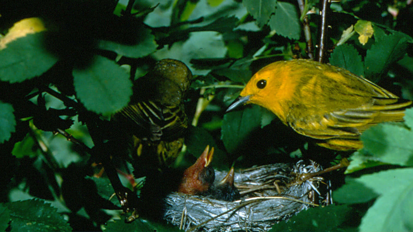 Beautiful Yellow Warbler Perched On A Branch Wallpaper