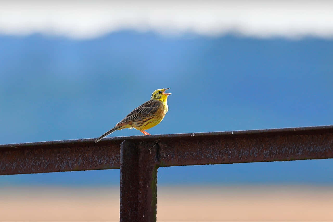 Beautiful Yellowhammer Bird Perched On A Tree Branch Wallpaper