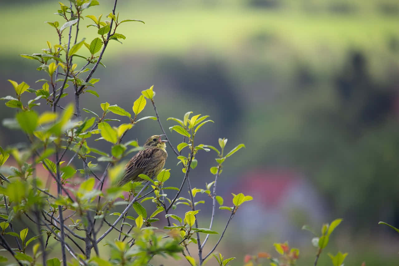 Beautiful Yellowhammer Bird Perched On A Twig Wallpaper