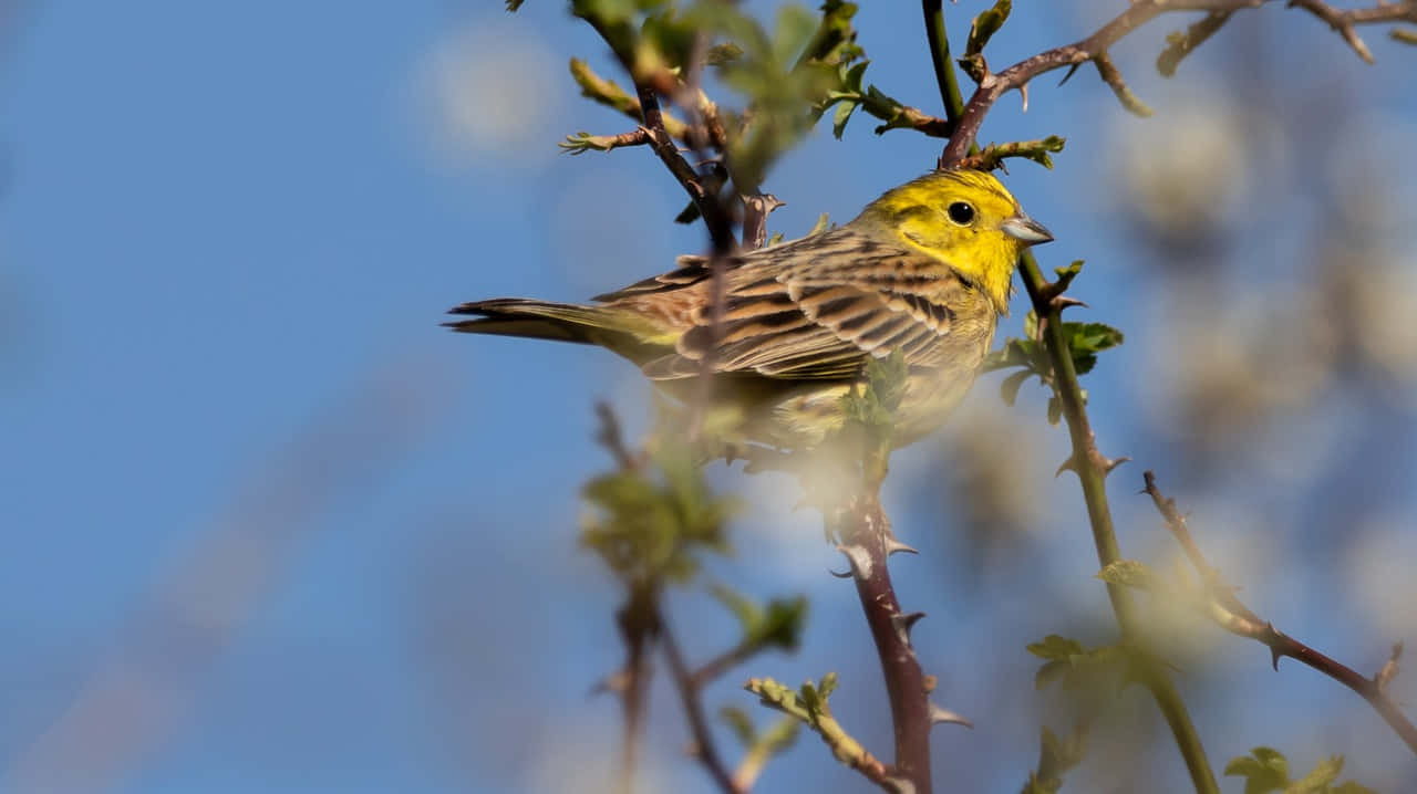 Beautiful Yellowhammer Perched On A Tree Branch Wallpaper