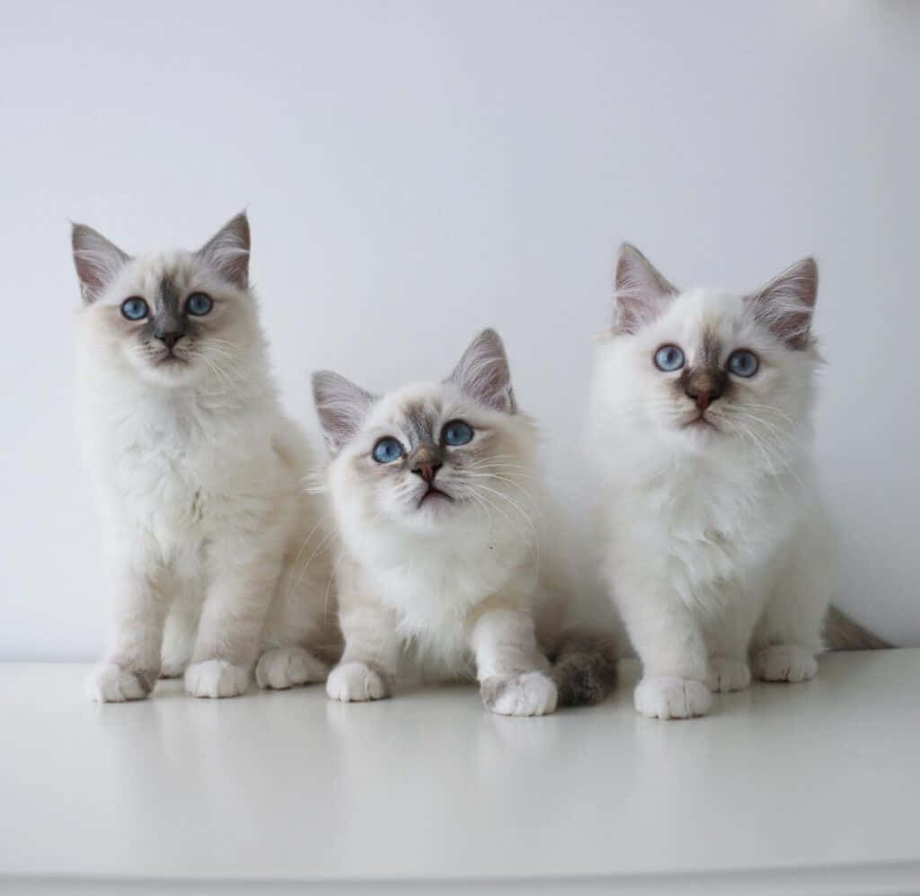 Beautifully Captivating Birman Cat Wallpaper