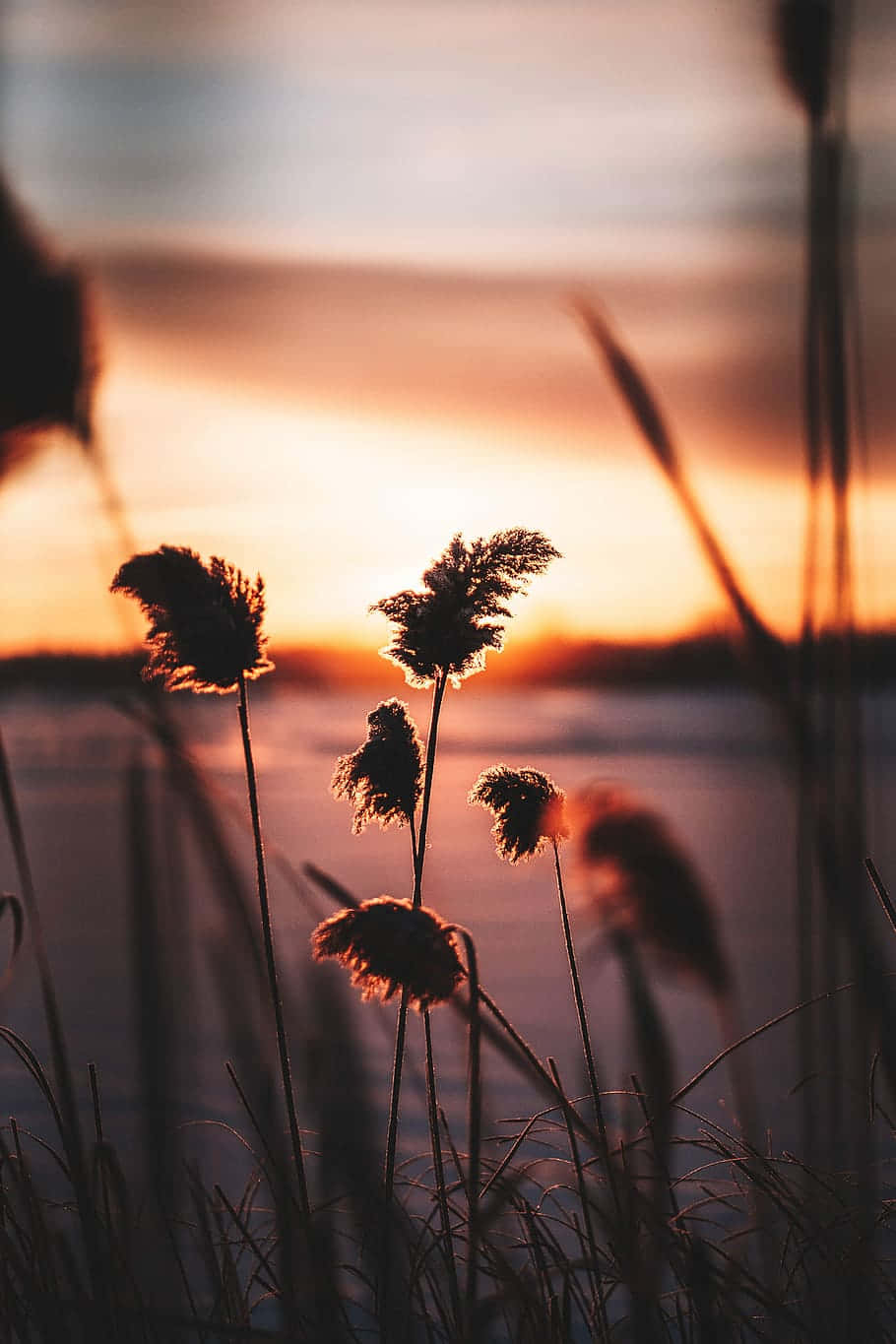 Beauty Of Nature - Pampas Grass Wallpaper