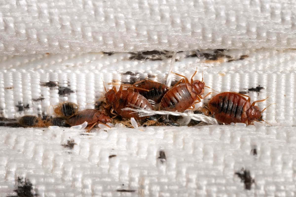 Bed Bugs Infestationon Fabric Wallpaper