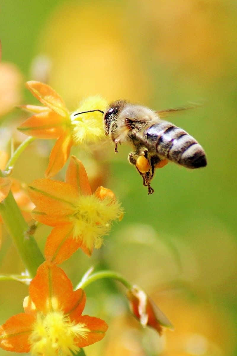 Bee Iphone Delicate Honey Yellow Flower Wallpaper