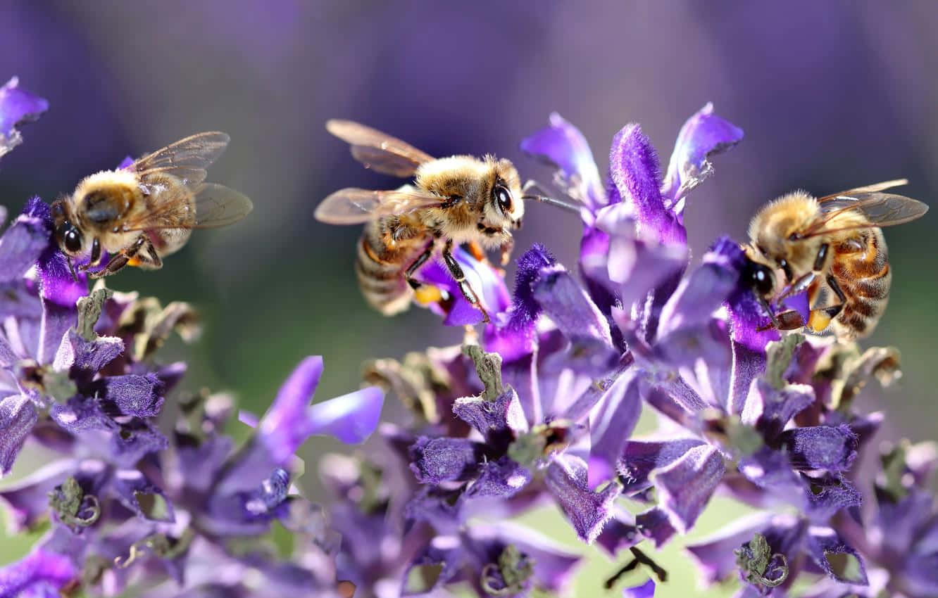 Bees Buzzing Around Blossoms In Spring Wallpaper