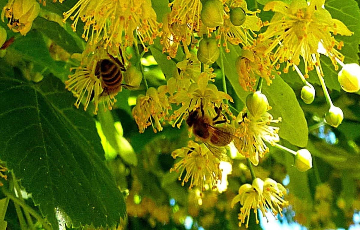 Bees Enjoying A New Spring Day Busy Among Blossoming Flowers Wallpaper