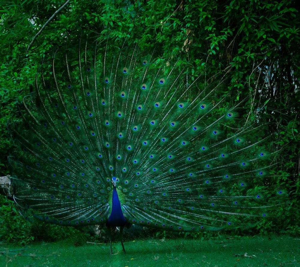 Behold The Majestic Beauty Of A Peacock Wallpaper