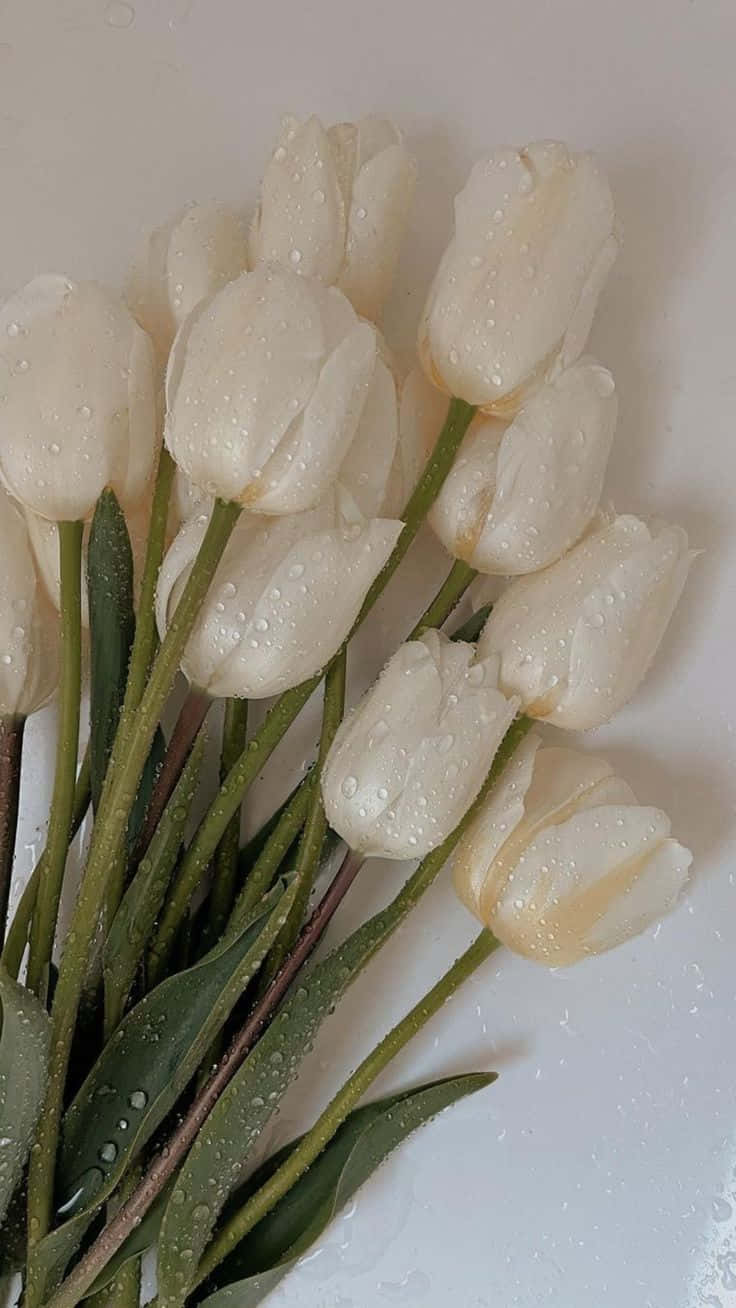 Beige Vanilla Tulipswith Dew Wallpaper