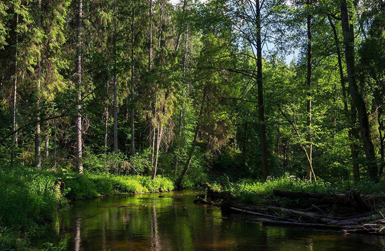 Belarus Forest Lake Wallpaper