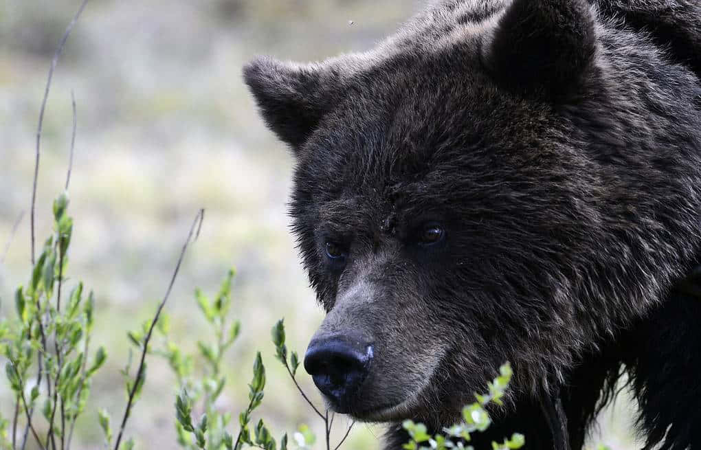 Belligerent American Black Bear Wallpaper