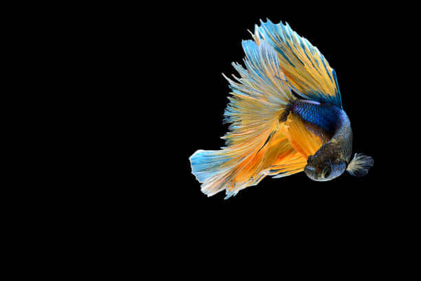 Belligerent Blue And Yellow Betta Fish Wallpaper