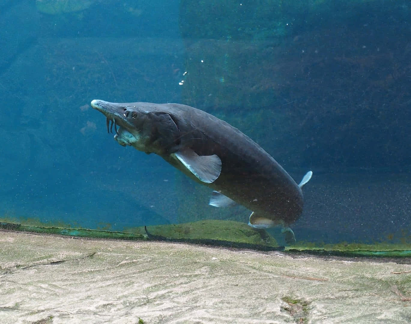 Beluga Sturgeon Swimming Underwater Wallpaper