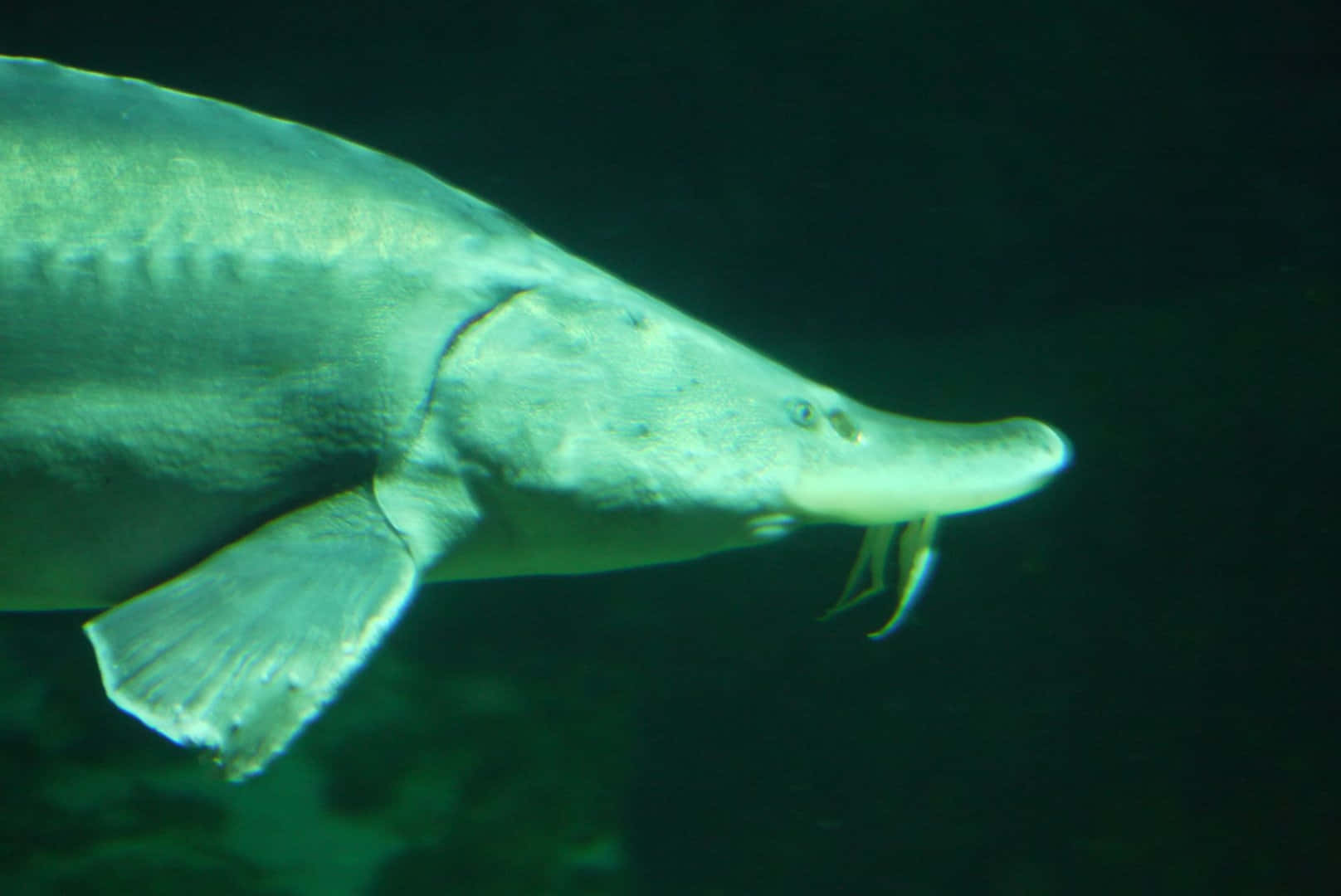 Beluga Sturgeon Swimming Underwater Wallpaper