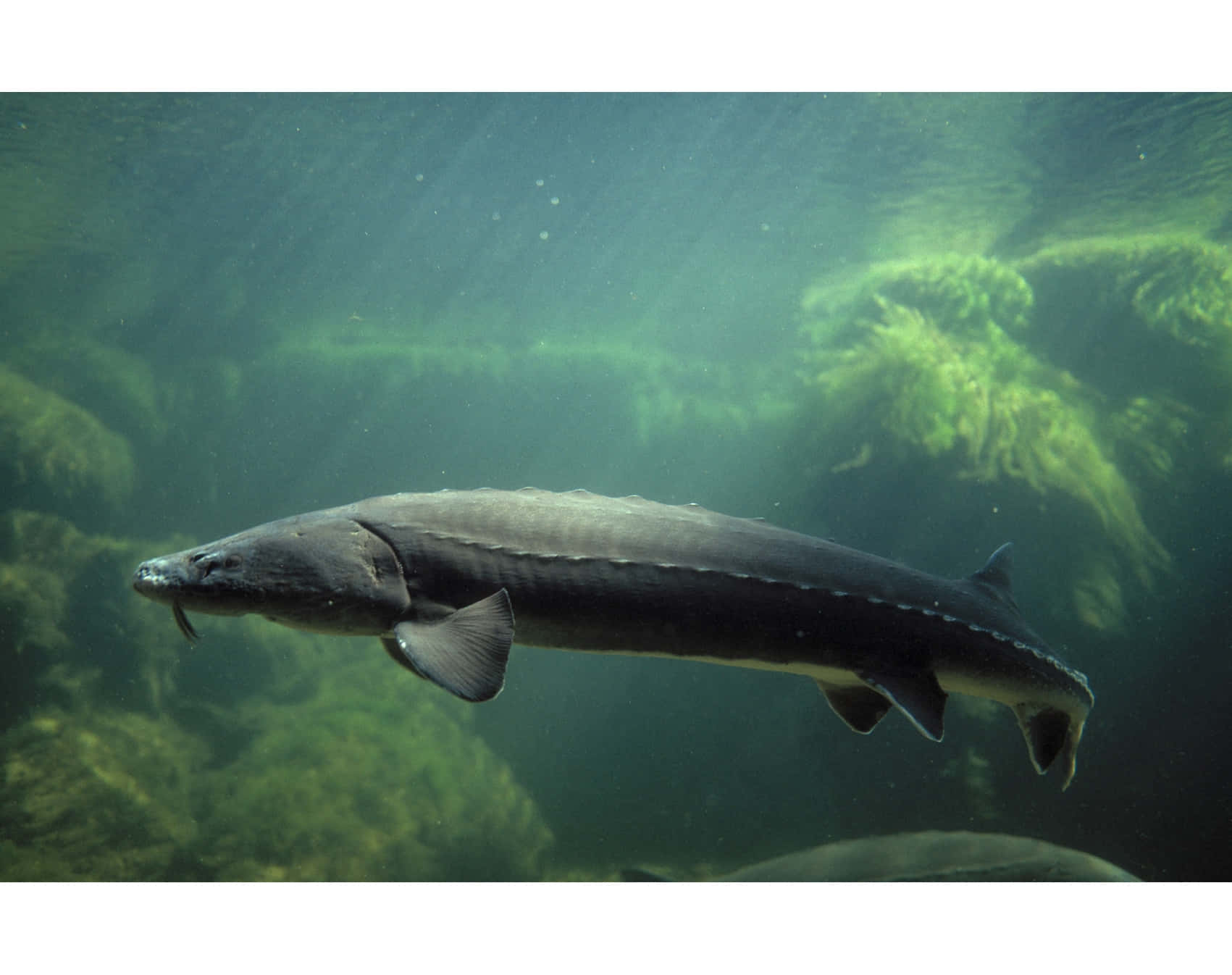 Beluga Sturgeon Swimming Underwater.jpg Wallpaper