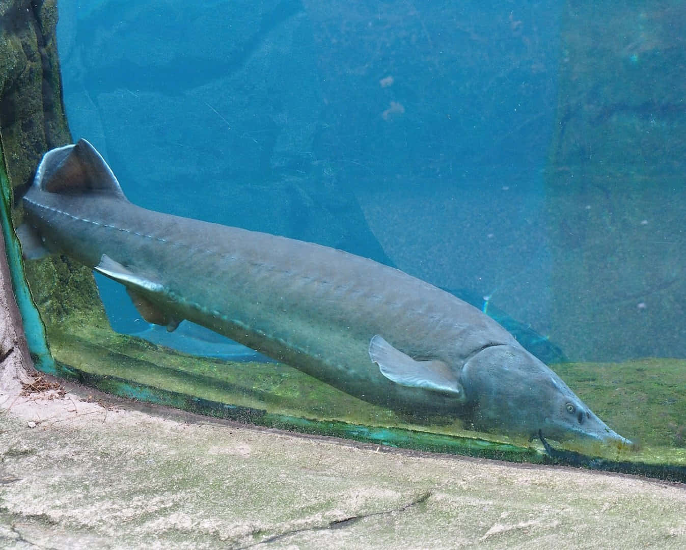 Beluga Sturgeon Swimmingin Aquarium Wallpaper