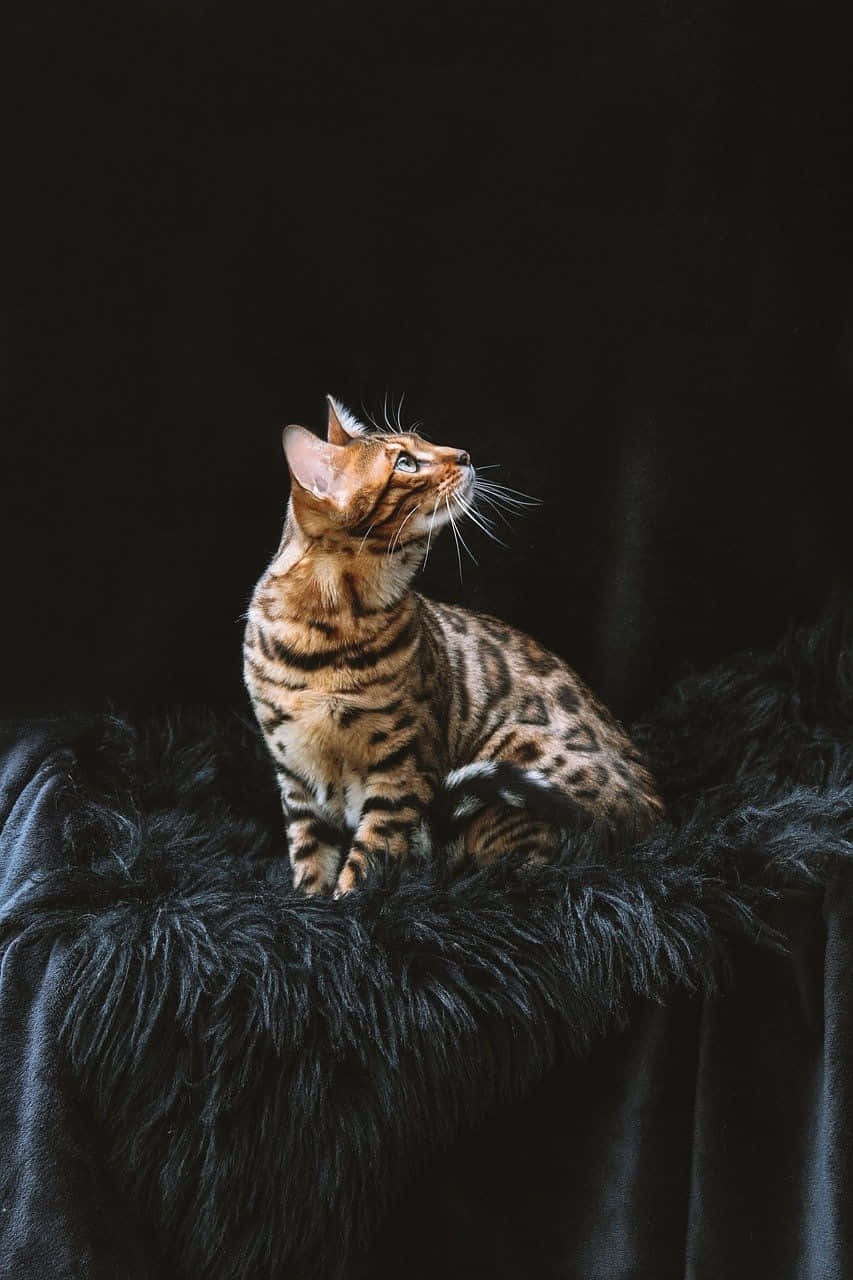 Bengal Cat Elegant Pose Black Background Wallpaper