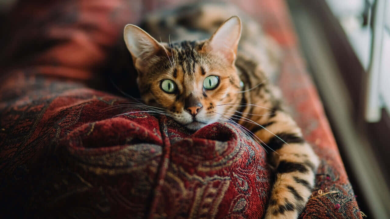 Bengal Cat Green Eyes Rest Wallpaper