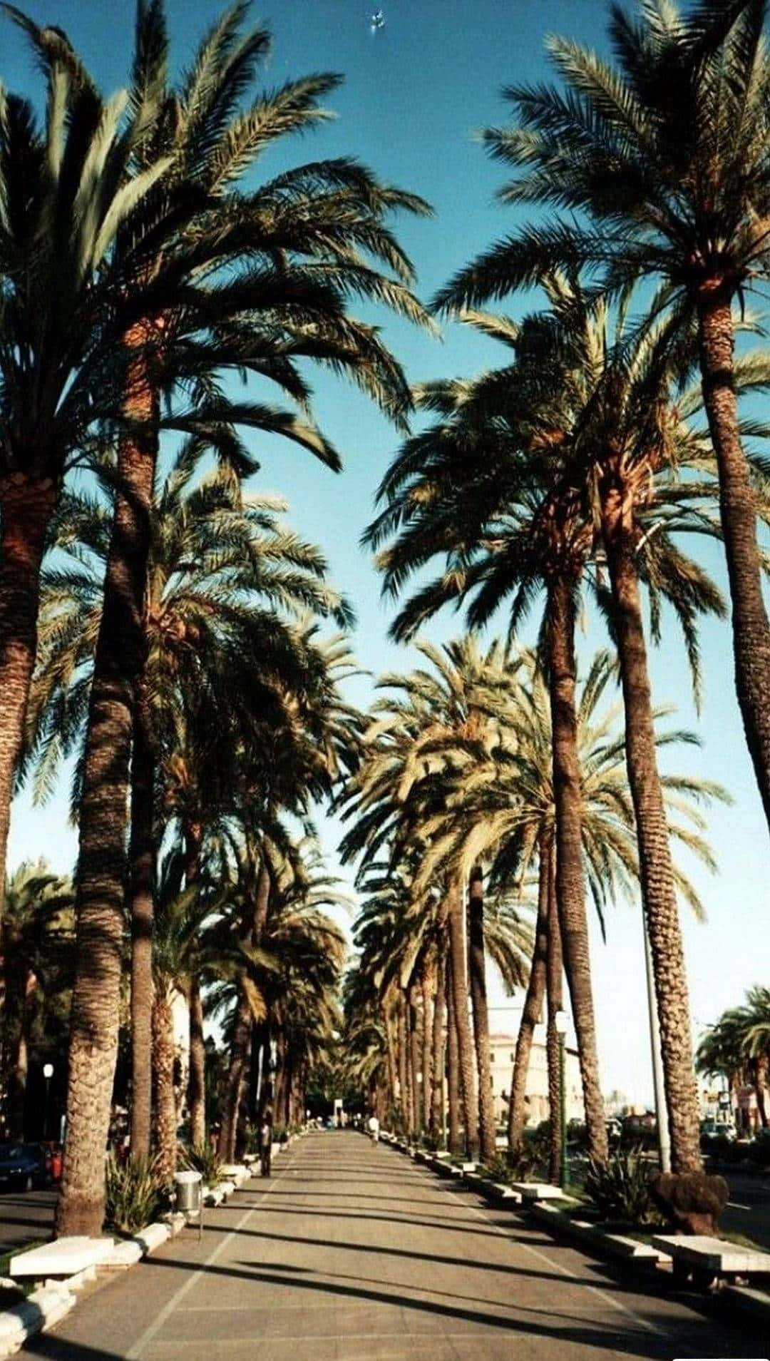 Beverly Hills In California Palm Tree Iphone Wallpaper