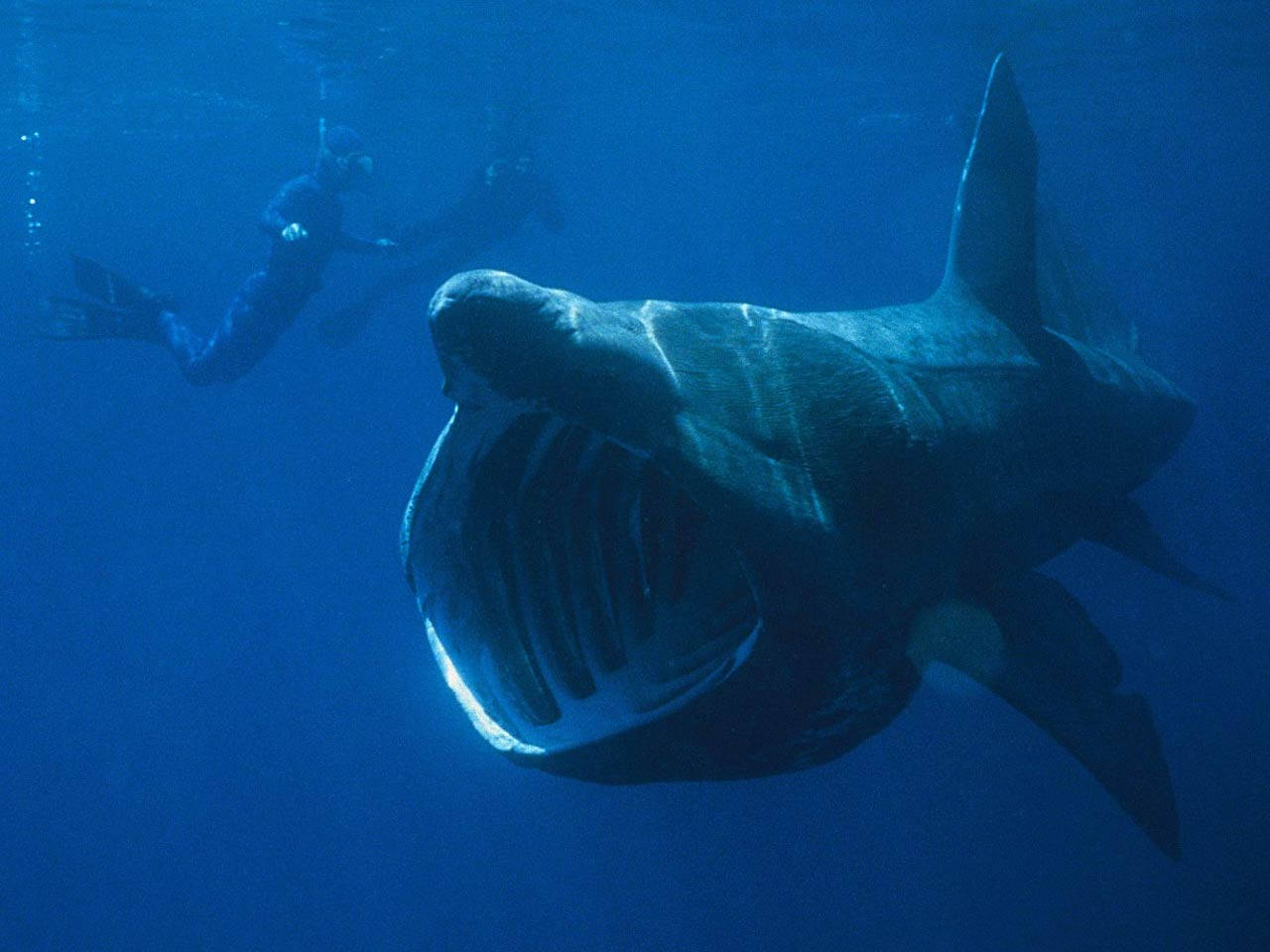 Big Basking Shark Wallpaper