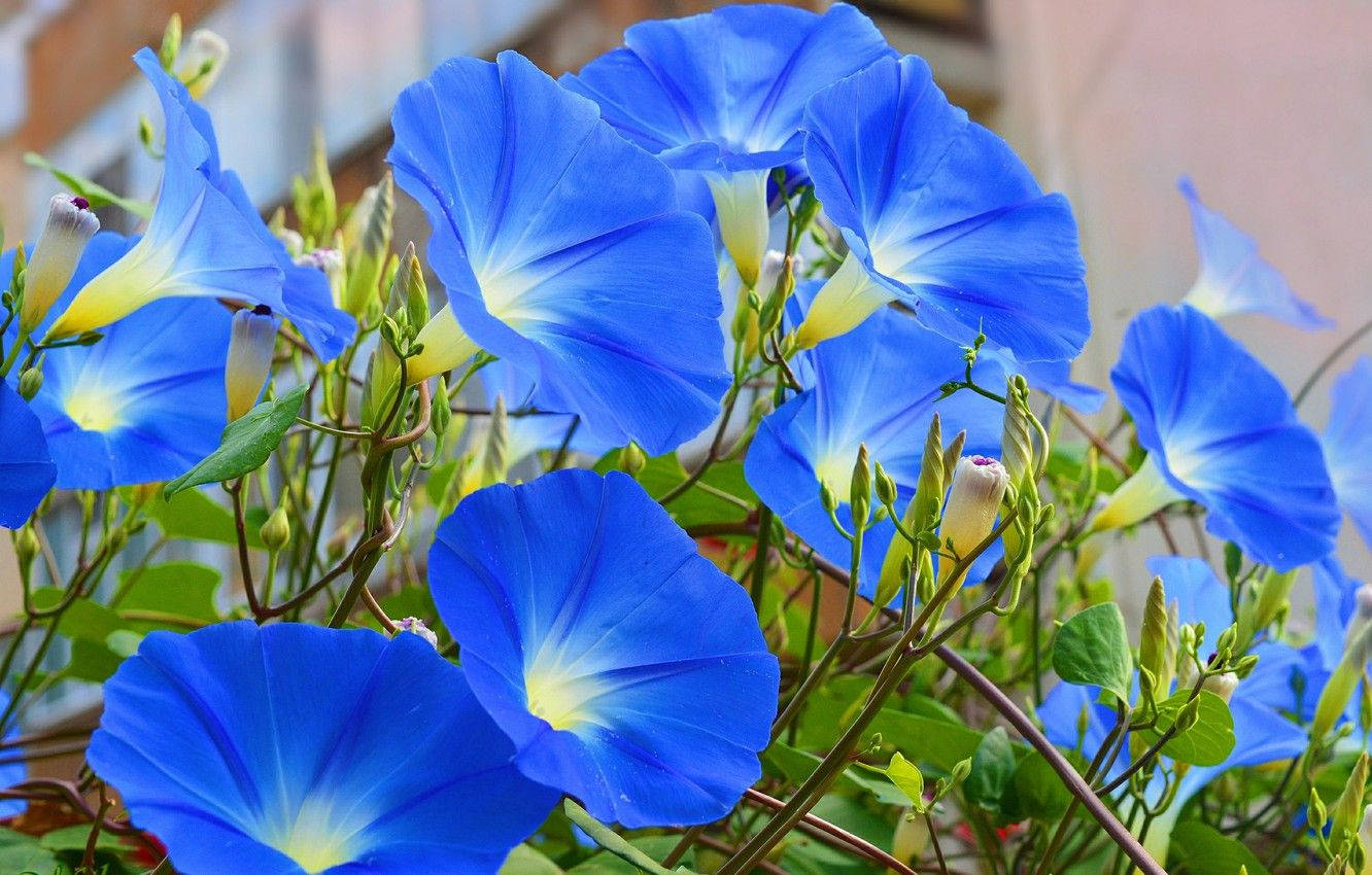 Big Blue Morning Glory Wallpaper