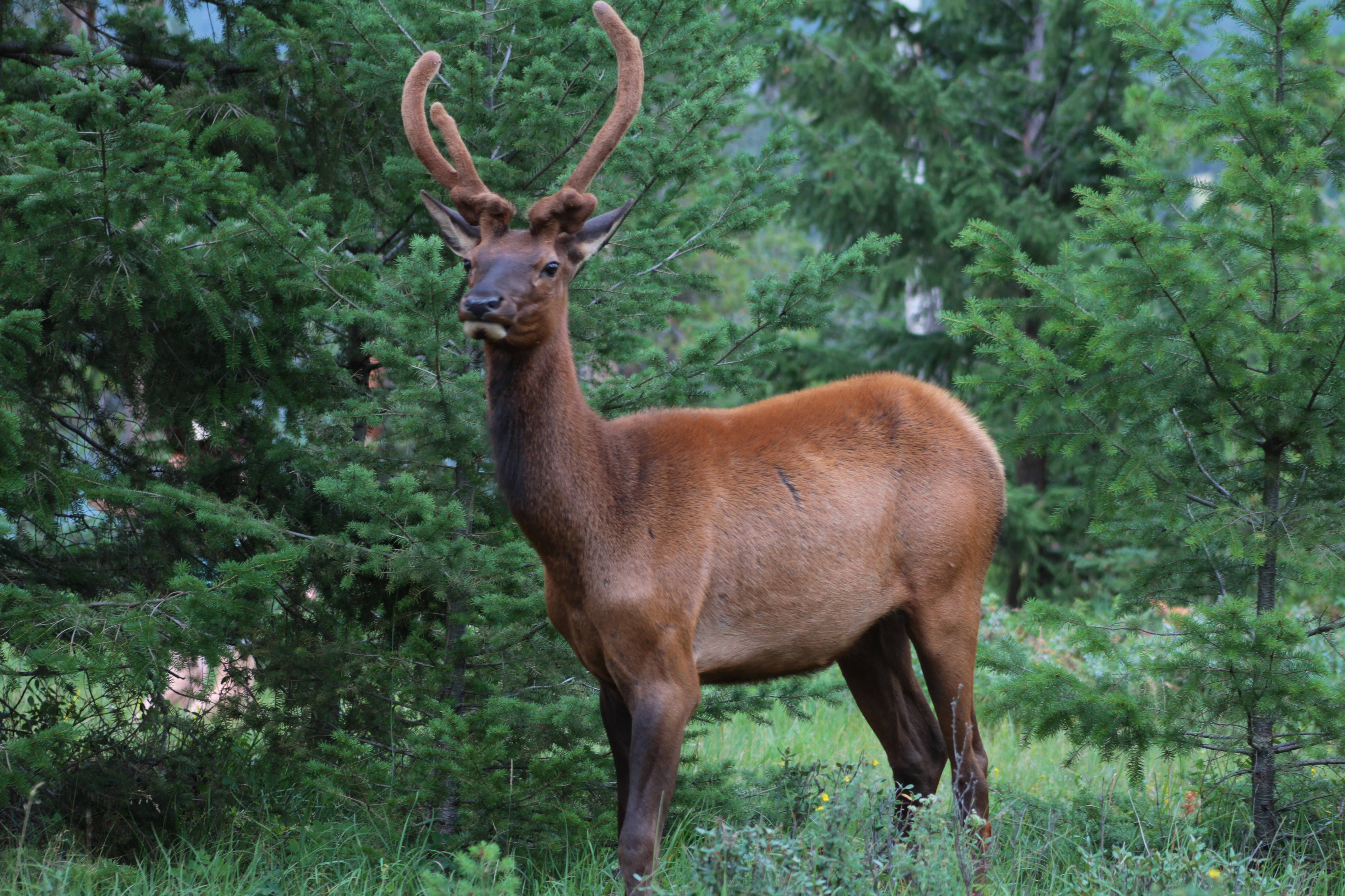 Big Buck Hairy Antler Wallpaper