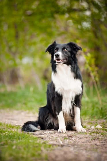 Big Collie Dog Wallpaper